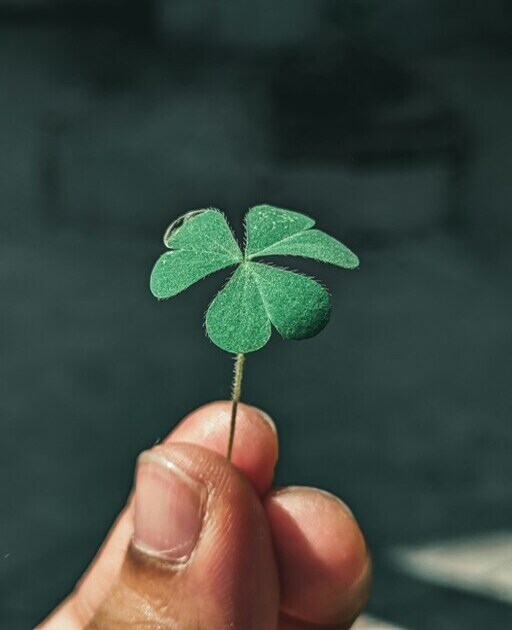 Bringing Good Luck: Attract Prosperity in Money, Career and Love